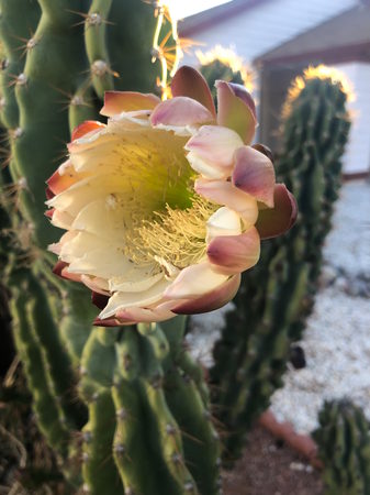 A white cactus flower with subtle pink and purple edges and a vibrant yellow stamen center blooms on a spiny green cactus, embodying the grace of desert life. By Where Light Becomes Art.